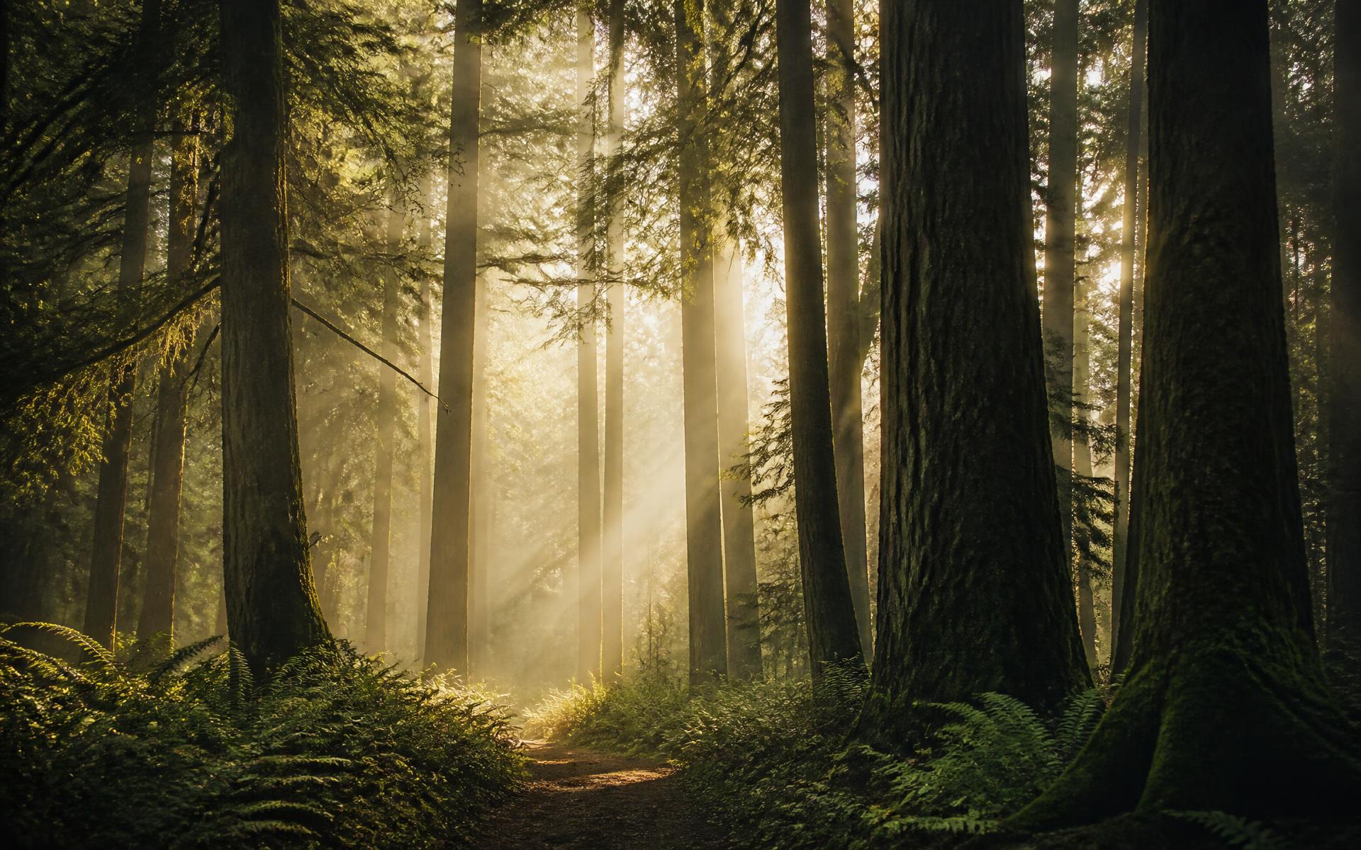 Luz do amanhecer atravessando uma floresta